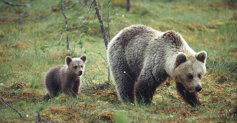 Finland Bear_Visit Finland